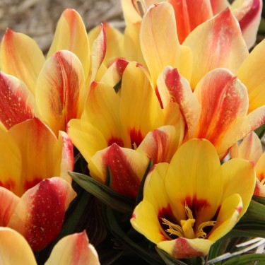 Tulipa 'Girlfriend'