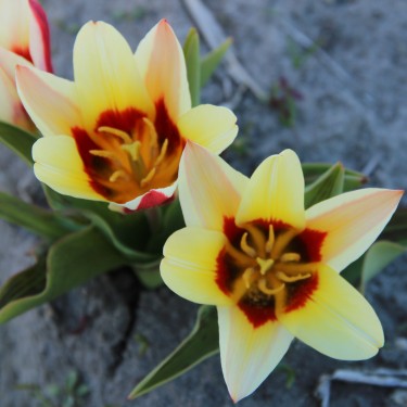 Tulipa kaufmanniana 'Latvian Gold'