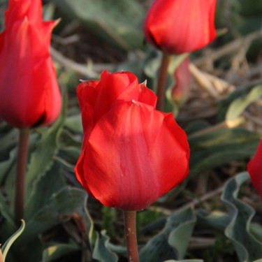 Tulipa mogoltavica