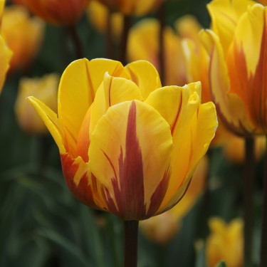Tulipa 'Prinses Margriet'