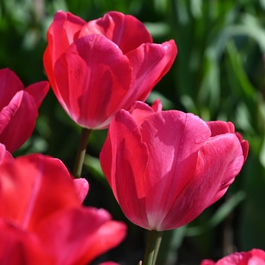 Tulipa 'Van der Eerden'