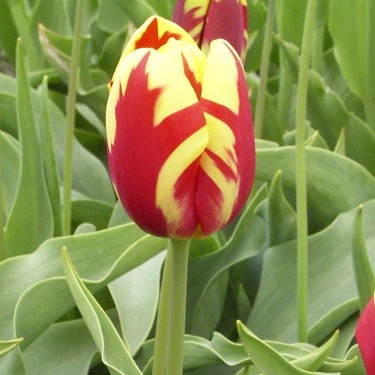 Tulipa 'Vlammenspel'