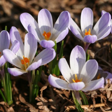 Crocus vernus albiflorus 'Lavender Symphony'