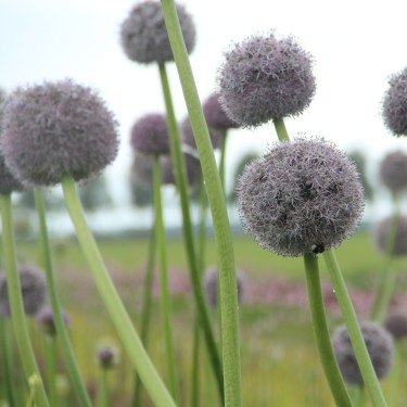 Allium backhousianum x aflatunense