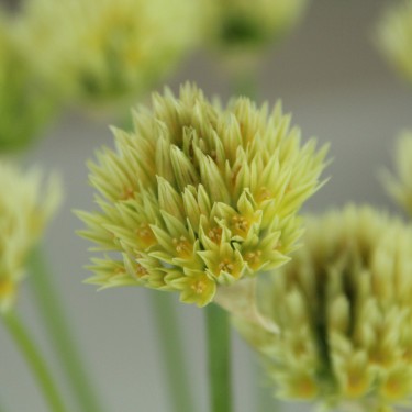 Allium darwasicum 'Darwas Wonder'