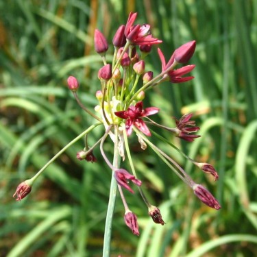 Allium glandulosum