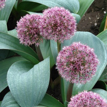 Allium karataviense x 'Pink Giant'