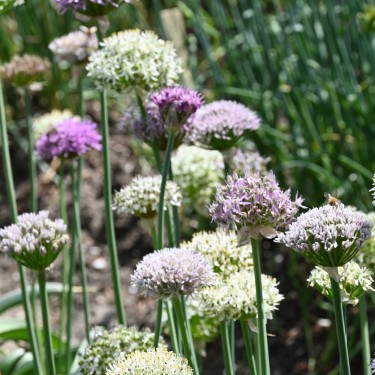 Allium woronowii