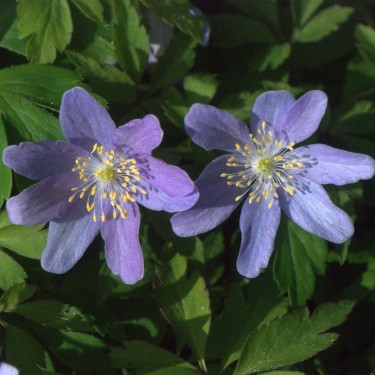 Anemone nemorosa 'Caerulea'