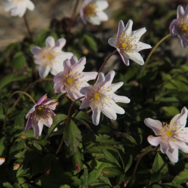 Anemone nemorosa 'Frühlingsfest'