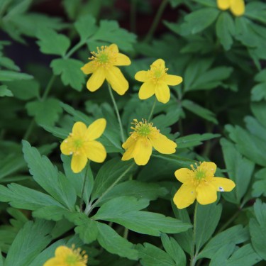 Anemone ranunculoides 'Avon'