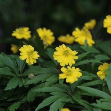 Anemone ranunculoides 'Semiplena'