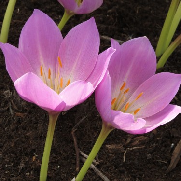 Colchicum 'World Champion's Cup'