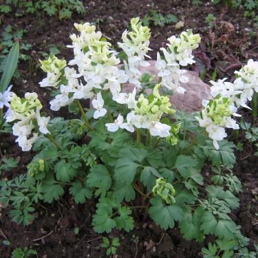Corydalis malkensis