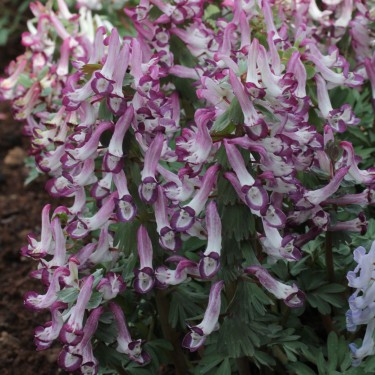 Corydalis solida 'Bilbo'