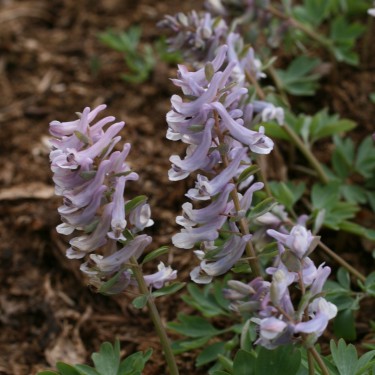 Corydalis solida 'Christina'