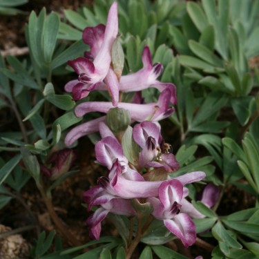 Corydalis solida 'Journey's End'