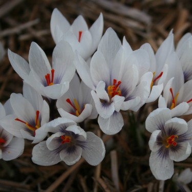 Crocus cartwrightianus 'Michel'