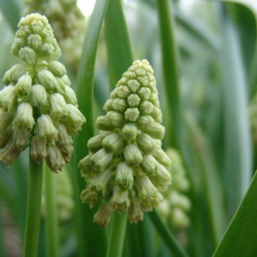 Bellevalia pycnantha 'Green Pearl'