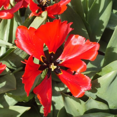 Tulipa 'Exotic Bird'