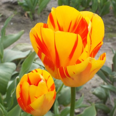 Tulipa 'Olympic Flame'
