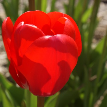 Tulipa 'Spring Song'