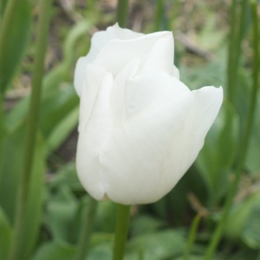 Tulipa 'Mount Everest'