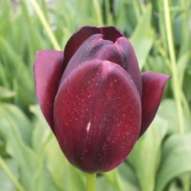 Tulipa 'Toean'
