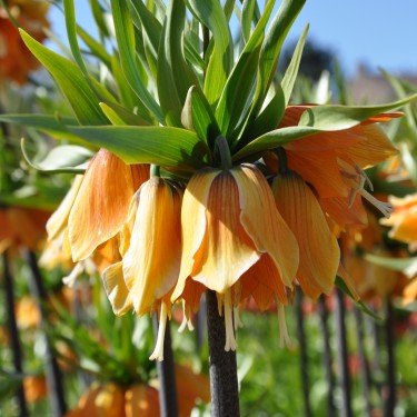 Fritillaria 'Sulpherino'