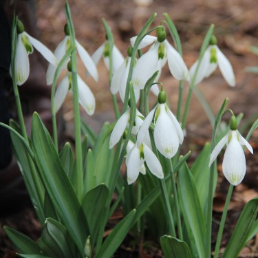 Galanthus 'Amy Doncaster'