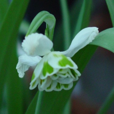 Galanthus 'Faringdon Double'