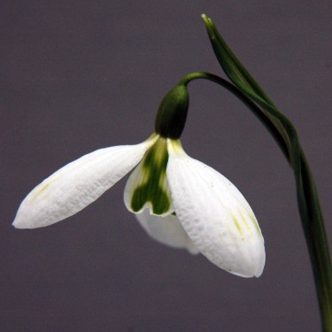 Galanthus 'Green Hayes'