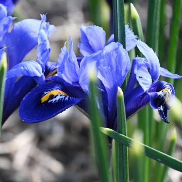 Iris reticulata 'Scent Sational'