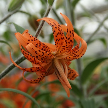 Lilium lancifolium 'Flore Pleno'