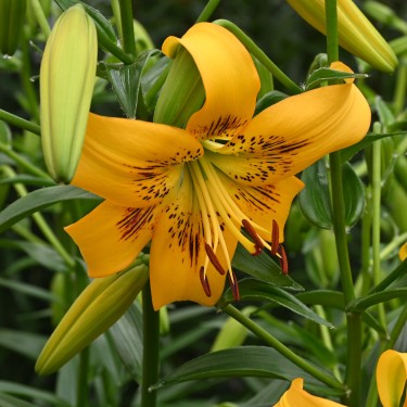 Lilium 'Yellow Bruse'