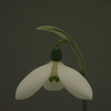 Galanthus 'Marjorie Brown'
