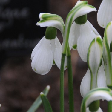 Galanthus 'Miss Adventure'