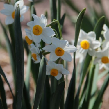 Narcissus 'Odoratus'