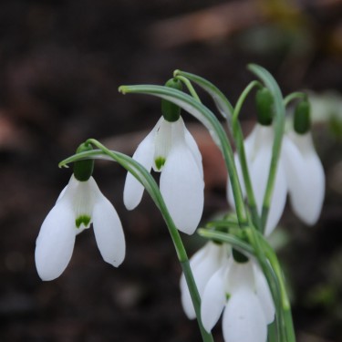 Galanthus 'Ruth Birchall'
