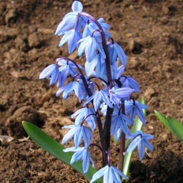 Scilla ingridiae 'Vaclav'