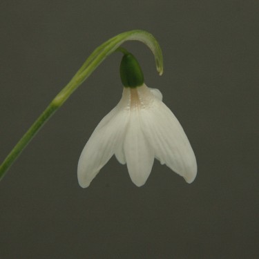 Galanthus 'The Bride'