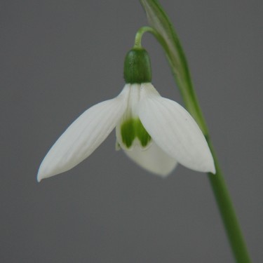 Galanthus reginae-olgae 'Tileborn Jamie'