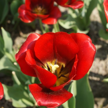 Tulipa 'Most Miles'