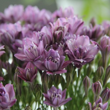 Triteleia 'Rosy'