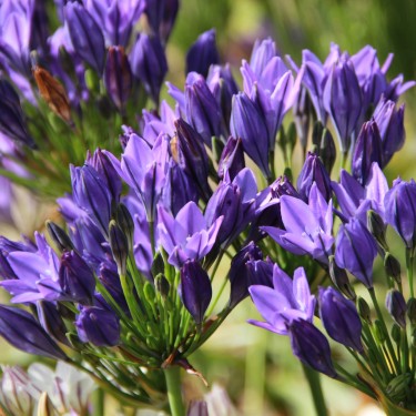 Triteleia 'Twilight'