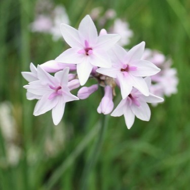 Tulbaghia comminsii x violacea