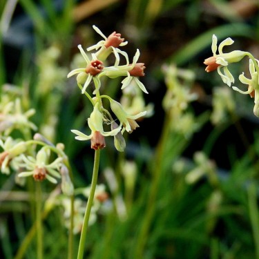 Tulbaghia leucantha -klein-