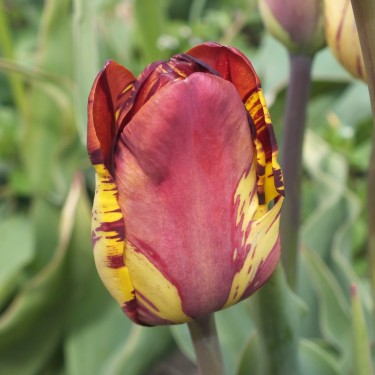 Tulipa 'Grandissima'