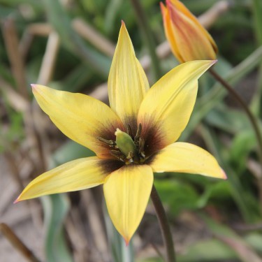 Tulipa orphanidea x T. bakeri
