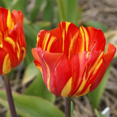 Tulipa 'Soleil Orange'